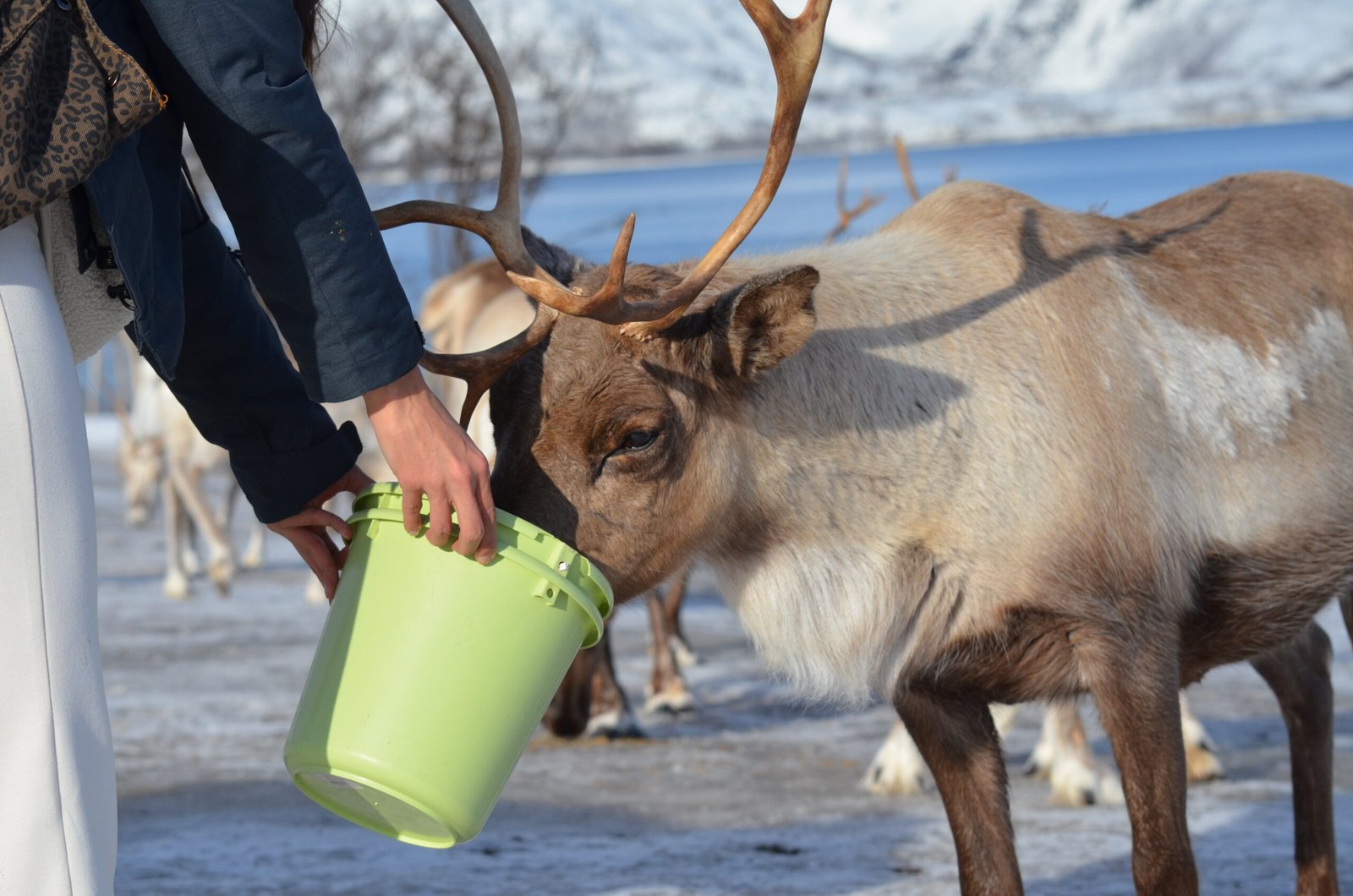 Reindeer Feeding Experience in Tromsø